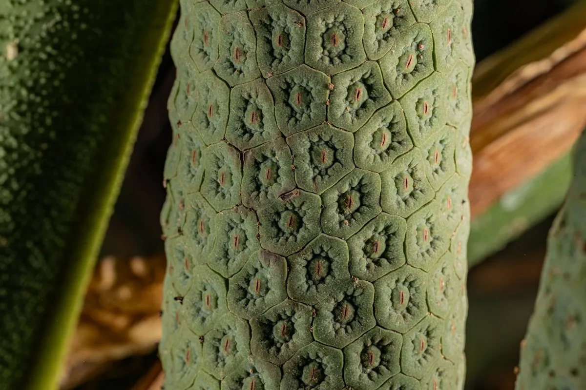 Grandes feuilles fenestrées du Monstera deliciosa, liane tropicale aux racines aériennes, près d'une fenêtre.